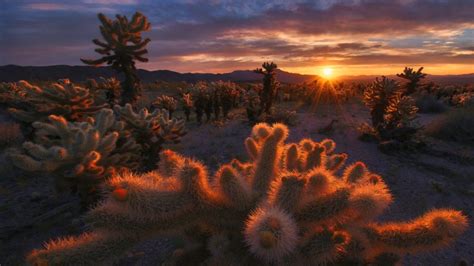 Joshua Tree National Park Expects Crowded Spring Nbc Los Angeles