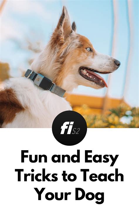 4 Easy Tricks To Teach Your Dog This Week Your Dog Easy Tricks To