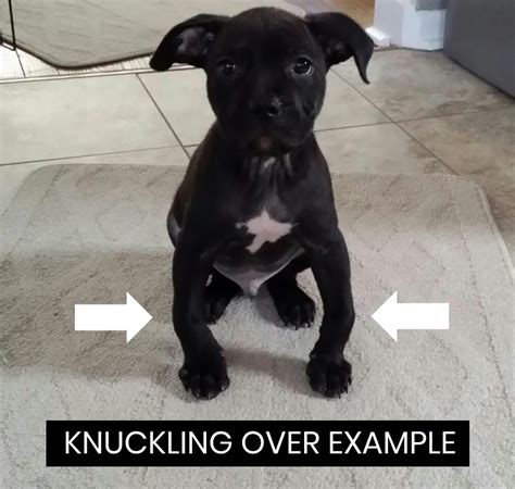 Carpal Laxity Syndrome Aka Knuckling Over In Puppies