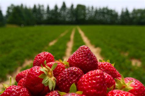 Strawberry Field