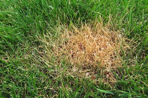 7 Easy Steps To Fix Your Over Fertilized Lawn