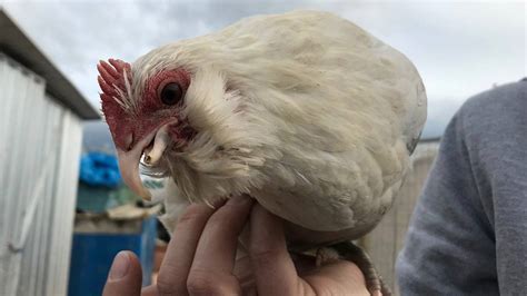 Chicken Rescue Mission Successful Despite Unplanned Trip To Hospital