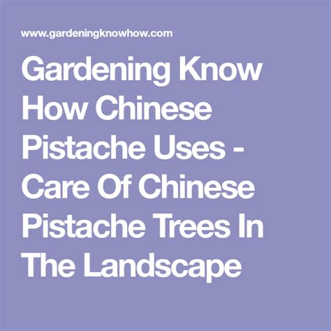Gardening Know How Chinese Pistache Uses Care Of Chinese Pistache