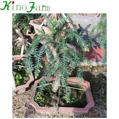 اسم نبات بحرف الهاء ه عبر موقع muhtwa.com , حرف الهاء هو الحرف رقم نبات بحرف الهاء. الجمله داخليه النبات اروكاريا Heterophylla وكلاء ، الجمله ...