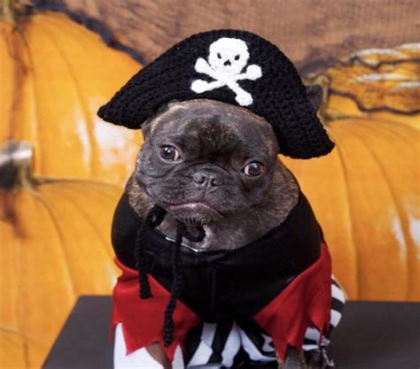 Pirate Dog Hat Dog Halloween Costume Best Dog Costumes On Etsy