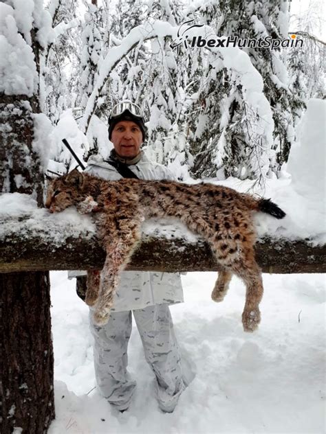 Lynx And Capercaillie Hunt In Russia Ibex Hunting In Spain