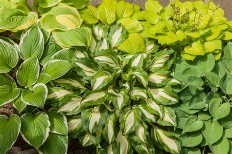 Hosta Care The Ultimate Guide To Planting And Growing Plaintain Lilies