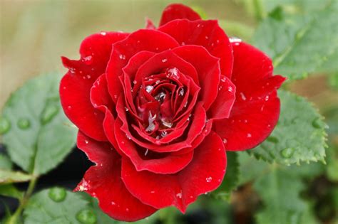 Go on to discover millions of awesome videos and pictures in thousands of other. Rose Flower Wallpaper -1 - Wallpaper Gallery