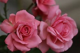 Pink Roses Blooming | Fables and Flora