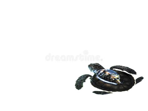 Little Baby Sea Turtles Stock Photo Image Of Leathery 32085634