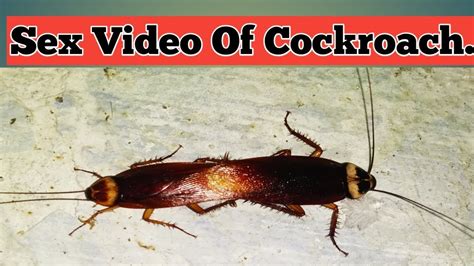sex video of cockroach youtube
