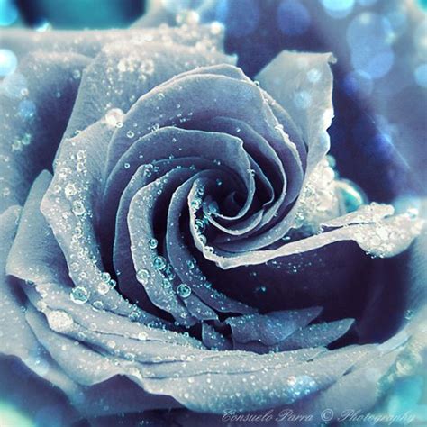 Frozen Flowers Ice Aesthetic Queen Aesthetic Winter Aesthetic Flower