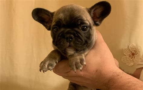 Accessories animal services birds cats &kittens dogs & puppies horses livestock lost & found other pets pet supplies. French Bulldog puppy dog for sale in Staten Island, New York