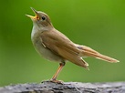 Male nightingales sing complex songs to show females they will be good ...