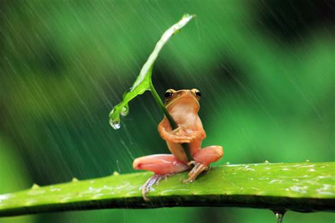 Use them in commercial designs under lifetime, perpetual & worldwide rights. frog, Animals, Nature, Rain, Leaves, Shields, Humor, Amphibian Wallpapers HD / Desktop and ...