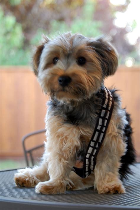 My Dog Chewbacca A Wookie Youngling Chewbacca Dog Cute Puppies Dogs