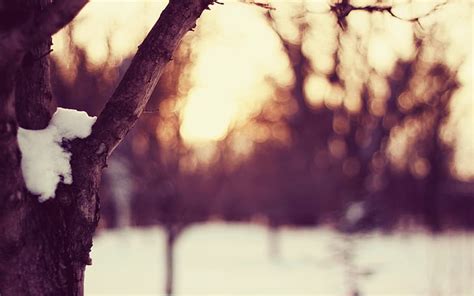 Sunsets Nature Winter Snow Trees Macro Depth Of Field Branches