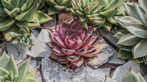 Hd Wallpaper Green And Pink Succulent Plants Aloe Blossom Flower