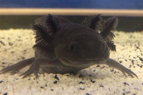 How to breed a blue axolotl in minecraft is a popular question and here is the axolotls are generally passive amphibian mobs that can be found in water bodies inside caves. Axolotl Color Variations! | My Aquarium Club