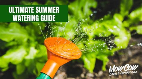 Ultimate Summer Watering Guide Best Lawn And Lanscape