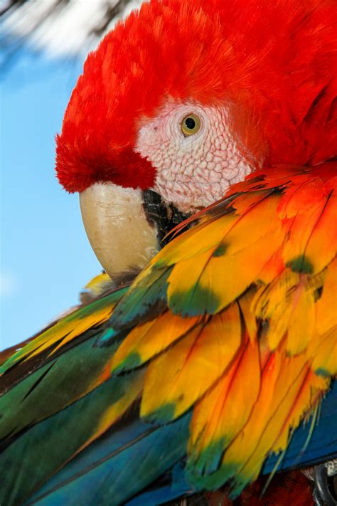 Free Images Bird Macaw Beak Parrot Eye Parakeet Close Up