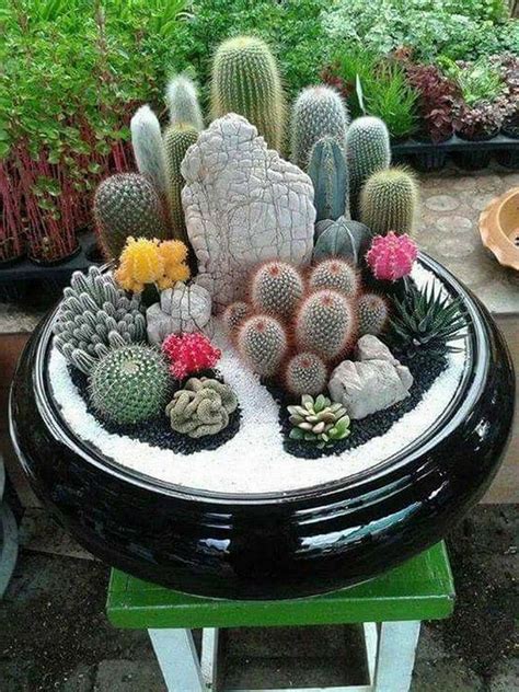 Cactus Garden Ideas Artofit