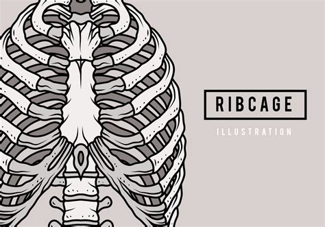 Rib Cage Vector Ribcage D75995275png 295×295 Art Inspiration