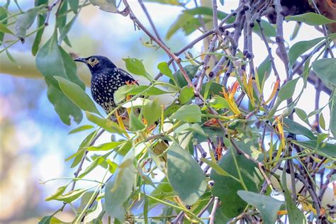 Regent Honeyeaters Released In The Hunter Valley As Efforts To Save