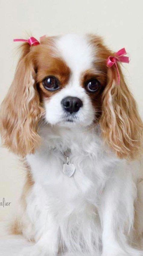 Cavalier King Charles Spaniel Graceful And Affectionate With Images