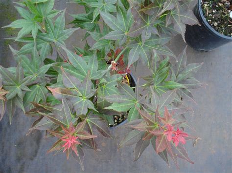 Many of the lovely japanese maples found in large gardens and arboreta fall into this group. Beni Hoshi (Acer palmatum 'Beni Hoshi') | Whitman Farms