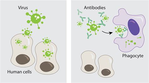 Why Dont Antibodies Guarantee Immunity Nc State News