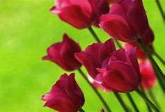 Image result for images of flowers