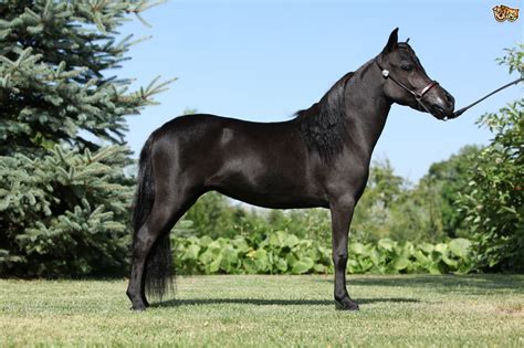 Horse Breed American Miniature Horse