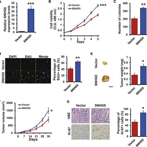 Knockdown Of Snhg5 Inhibits Cell Proliferation And Induces Apoptosis In Download Scientific