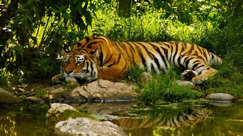 Beautiful Tiger Sleeping In Green Jungle Wallpapers Hd