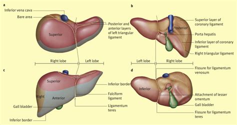 Anatomy Of The Liver Surgery Oxford International Edition