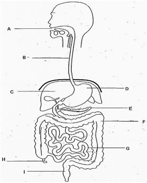 Digestive System Worksheet For Kids Worksheets Are Obviously The