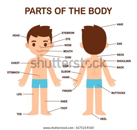 Mi Cuerpo Partes Del Cuerpo Humano Diagrama Sobre Un Tierno Niño