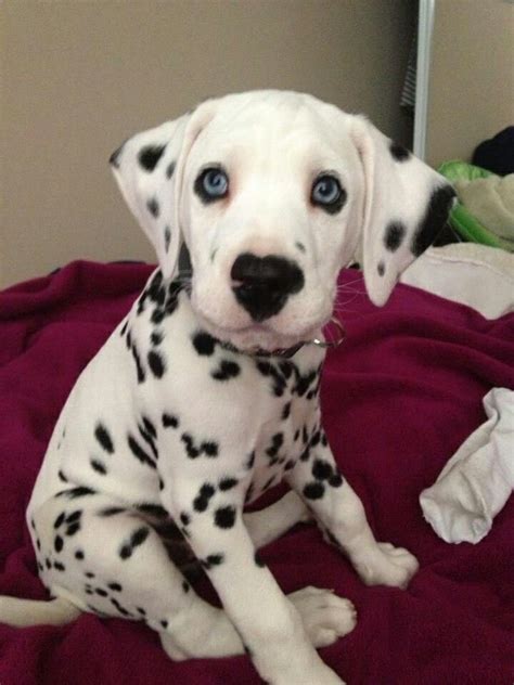 Dalmatian Puppy Yes One With Blue Eyes Please Cute Puppy Breeds
