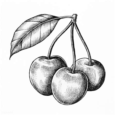 Download Premium Illustration Of Three Hand Drawn Fresh Cherries