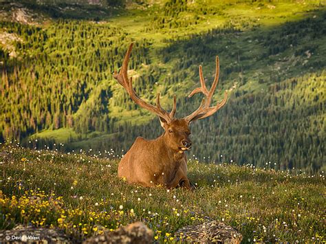 Rocky Mountain Elk David J West Gallery