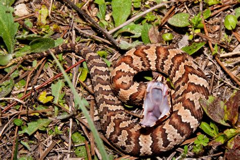 Cottonmouth are also known as water moccasins. Cottonmouth and Water Moccasin - Same Snake? - Houseman Pest