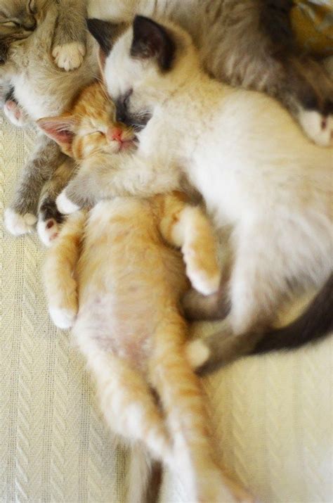17 Super Cute Sleeping Kittens That Will Make You Want To Cute
