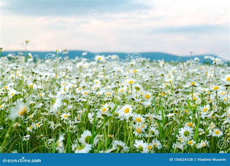 Field Of White Daisies Stock Photo Image Of Bouquet 156024128