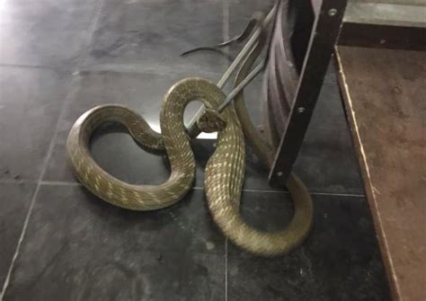 Ular tedung selar berjaya di tangkap di kampung bedal kuala krai kelantan. APM 'cekup' tedung selar leka makan biawak - Utusan Digital