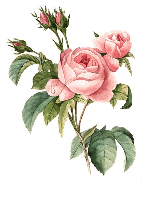 Botanical Illustration Watercolor Flowers Roses Botanical