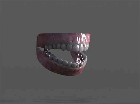 Teeth And Gum 3d Model 2 Ztl Free3d