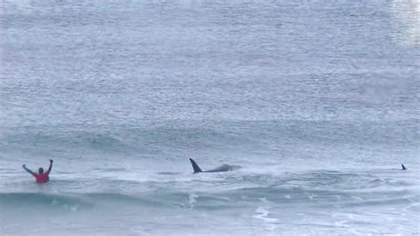 Expert Opinion Why Orcas Charged Surfers During Contest In Norway