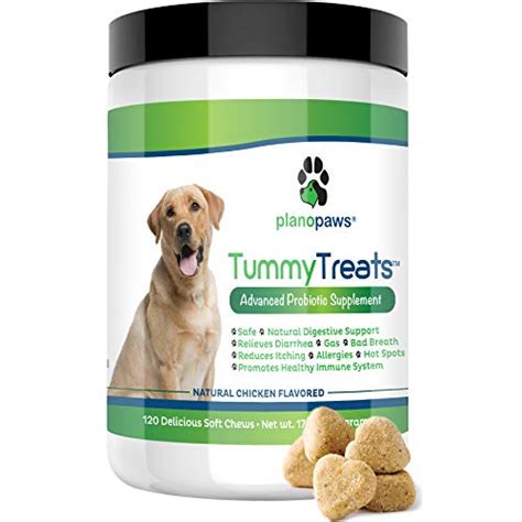 Best Probiotics For Dogs With Yeast Infection 10reviewz
