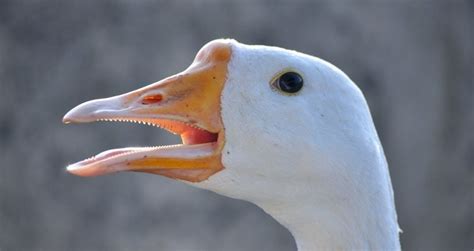 Do Ducks Have Teeth Everything You Need To Know